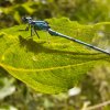 Gentille demoiselle à la ZAC de l'Evangile.Lise Jaloux